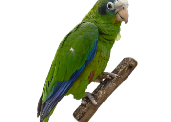 Papagaio República Dominicana
