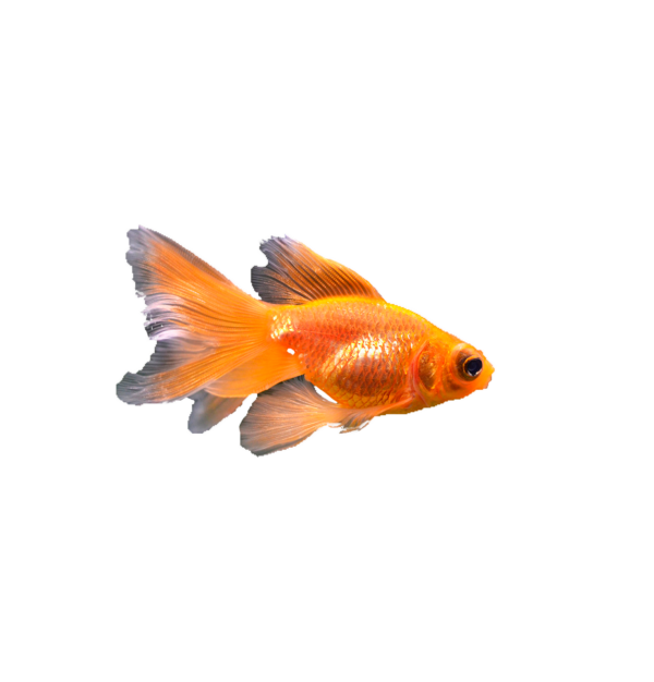 Peixes de Água Fria
